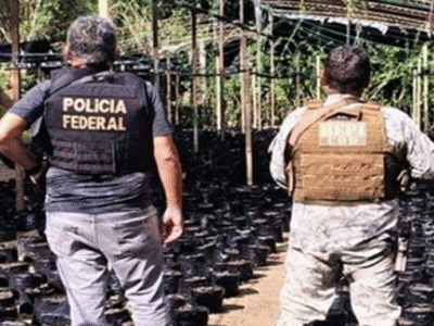 PF descobre laboratório do crime e plantação com 10 mil pés de maconha