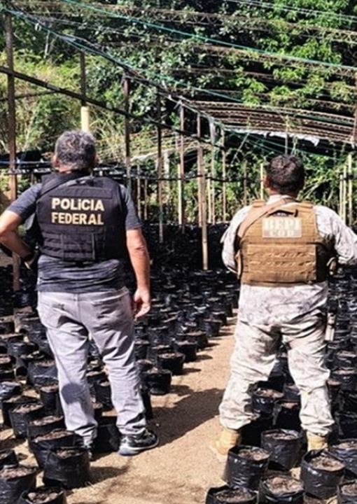 PF descobre laboratório do crime e plantação com 10 mil pés de maconha