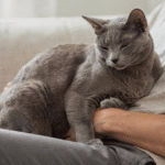 Estudo prova que os gatos gostam tanto dos donos quanto os cachorros