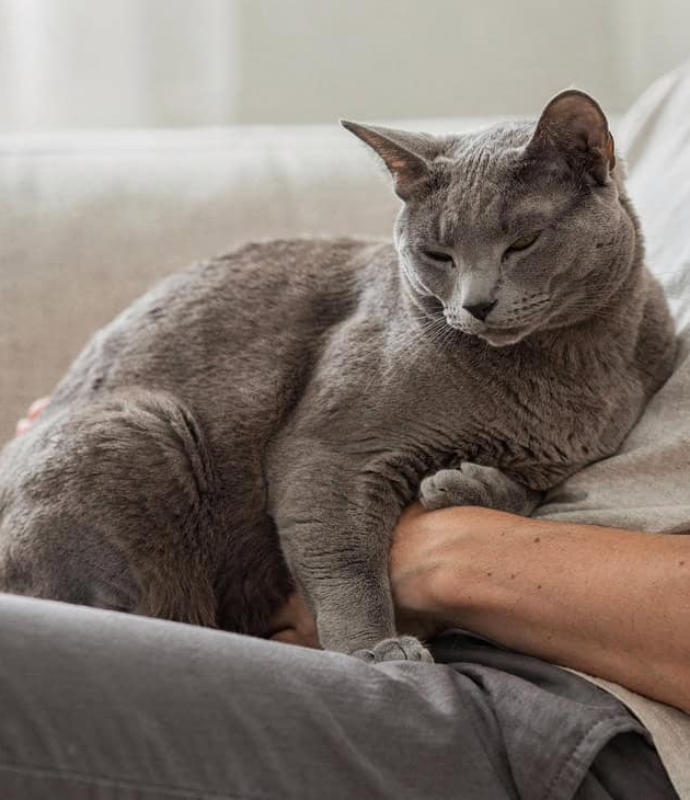Estudo prova que os gatos gostam tanto dos donos quanto os cachorros