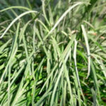 Capim-limão faz bem? Veja os reais benefícios da planta para a saúde