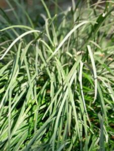 Capim-limão faz bem? Veja os reais benefícios da planta para a saúde