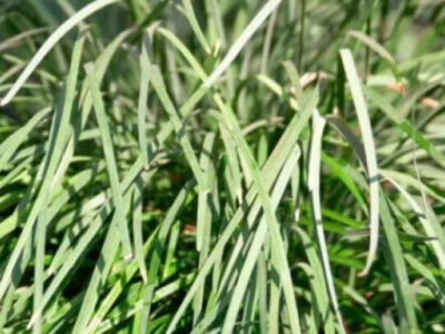 Capim-limão faz bem? Veja os reais benefícios da planta para a saúde