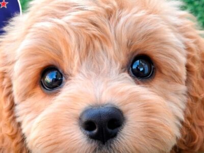 Nova Zelândia reconhece animais como seres sencientes (capazes de sentir dor, prazer, medo e estresse). Agora estão proibidos todos os testes em animais para cosméticos. Entenda!