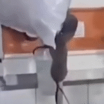 VEJA: VIDEO MOSTRA RATOS CIRCULANDO ENTRE PACIENTES INTERNADOS EM HOSPITAL