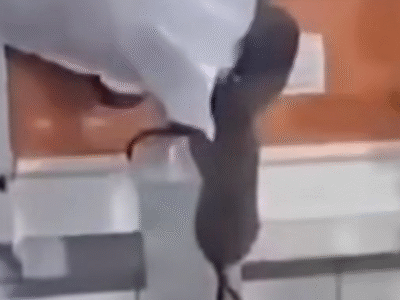 VEJA: VIDEO MOSTRA RATOS CIRCULANDO ENTRE PACIENTES INTERNADOS EM HOSPITAL