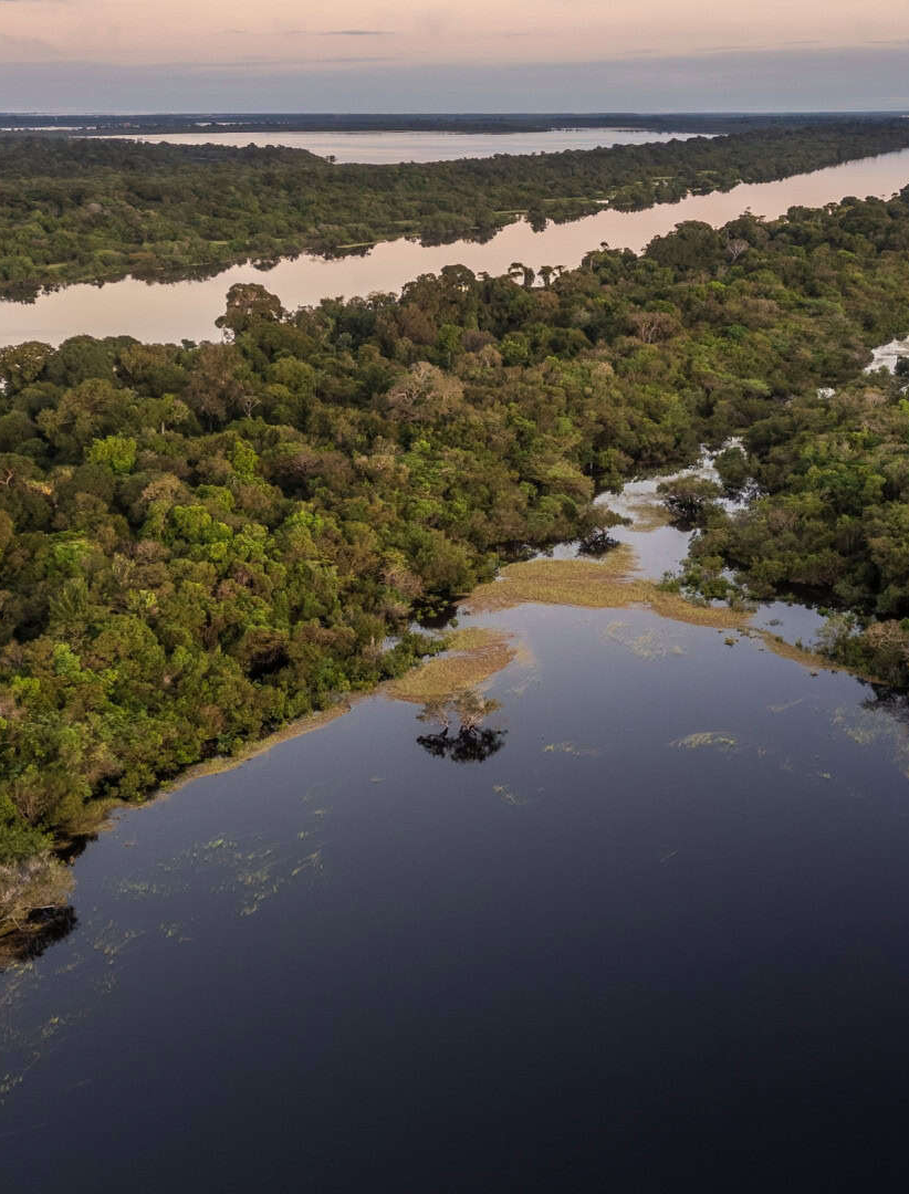 A Amazônia não é o pulmão da Terra, diz a Ciência