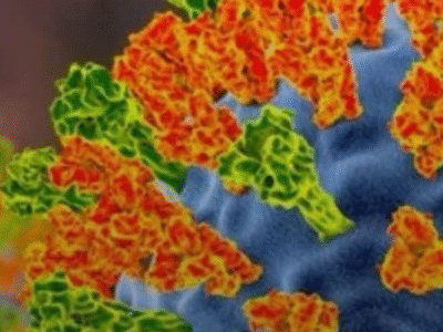 Risco de novos surtos: os vírus que a ciência está de olho em 2026