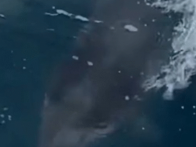 Encantador: Centenas de golfinhos protagonizam espetáculo no mar em ilhabela