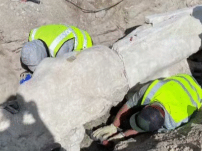 Fóssil gigante de dinossauro é achado durante obras em estacionamento nos EUA