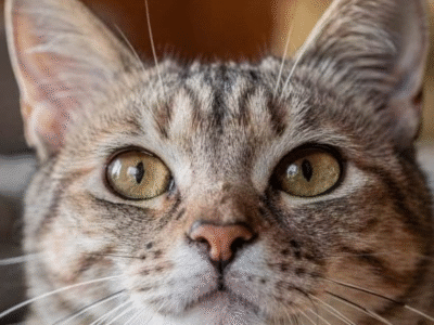 O truque dos gatos para ignorar estranhos e reconhecer apenas a voz de quem eles realmente amam