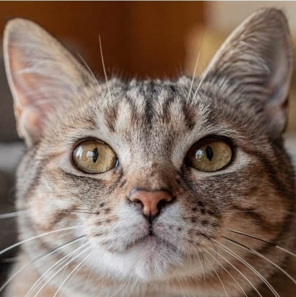 O truque dos gatos para ignorar estranhos e reconhecer apenas a voz de quem eles realmente amam