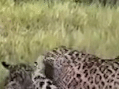 Briga entre onças-pintadas irmãs só termina com tapa da mãe; VEJA VÍDEO