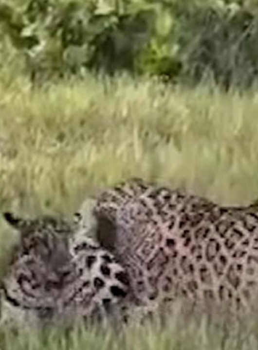 Briga entre onças-pintadas irmãs só termina com tapa da mãe; VEJA VÍDEO