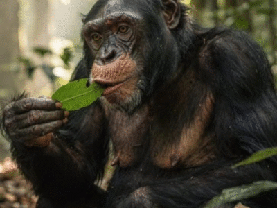 Os chimpanzés que agem como médicos e buscam plantas na natureza para tratar feridas e doenças