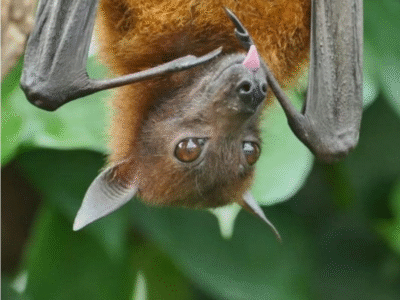 Conhece o Vírus Nipah? Entenda sintomas, formas de contágio e se pode chegar ao Brasil