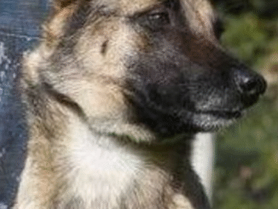 Cães reprovados em treinamento policial são colocados para adoção