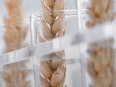 Alimentos transgênicos causam câncer? Veja o que diz a nutricionista