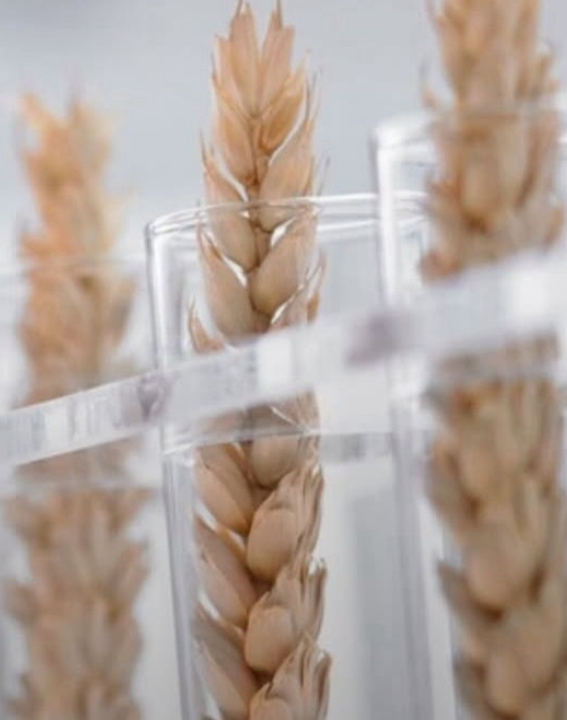 Alimentos transgênicos causam câncer? Veja o que diz a nutricionista