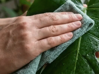 Essa planta tropical purifica o ar e é o segredo dos decoradores para dar vida à sala