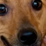 Cachorros terão direito a sepultamento em cemitério