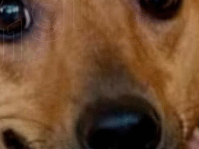 Cachorros terão direito a sepultamento em cemitério