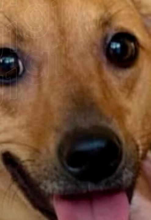 Cachorros terão direito a sepultamento em cemitério