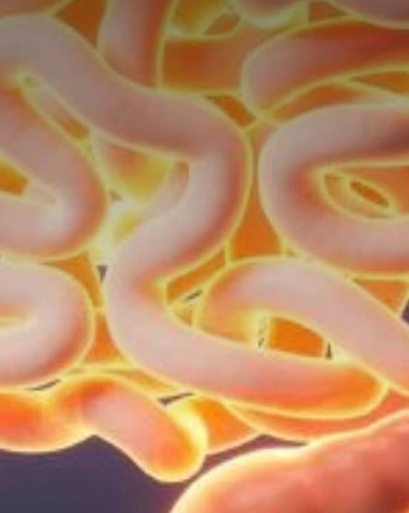 Considerado segundo cérebro, nutróloga explica como saber se intestino está inflamado; VEJA