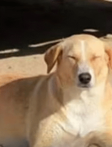 Às vésperas da Copa de 2030, Marrocos enfrenta denúncia sobre extermínio de cães