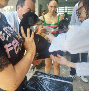 Vacinação antirrábica: UBS Santa Antonieta receberá ação no próximo dia 28 com disponibilização de 400 doses. Somente para cães e gatos com idade superior a três meses. Saiba mais