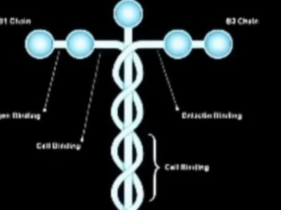Cruz na ciência? Proteína revelada por Tatiana Coelho, que recupera movimentos de tetraplégicos, intriga médicos e religiosos. Veja vídeo