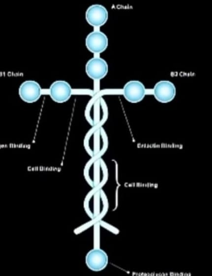Cruz na ciência? Proteína revelada por Tatiana Coelho, que recupera movimentos de tetraplégicos, intriga médicos e religiosos. Veja vídeo