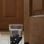 Poucos sabem qual o sentido de colocar carvão em um copo atrás da porta