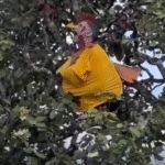 Inusitado: homem que se identifica como galo realiza performance em árvore; VEJA VÍDEO