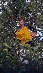 Inusitado: homem que se identifica como galo realiza performance em árvore; VEJA VÍDEO