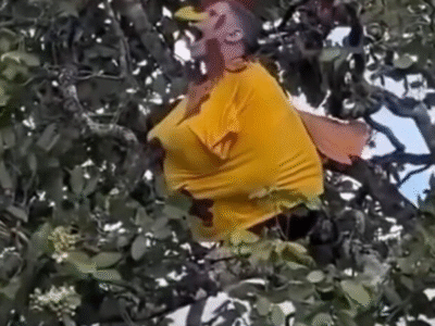Inusitado: homem que se identifica como galo realiza performance em árvore; VEJA VÍDEO