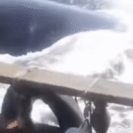 Momento tenso: Baleia persegue barco de pescadores e ataca, VEJA VÍDEO