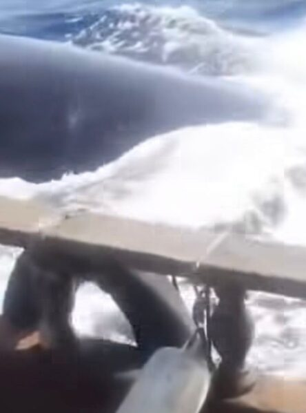 Momento tenso: Baleia persegue barco de pescadores e ataca, VEJA VÍDEO