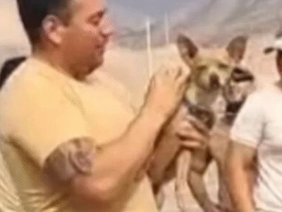 Cachorro sobrevive à queda de helicóptero que m4tou 15 pessoas no Peru