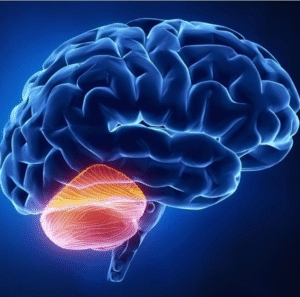 O cerebelo assume o protagonismo, desempenhando um novo papel, mostra Harvard