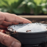 Acabe com as formigas do jardim usando uma simples armadilha de refrigerante