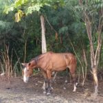 Manter em Marília animais de grande porte amarrados em vias públicas agora configura crime de maus- tratos. Veja nova legislação