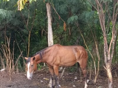 Manter em Marília animais de grande porte amarrados em vias públicas agora configura crime de maus- tratos. Veja nova legislação