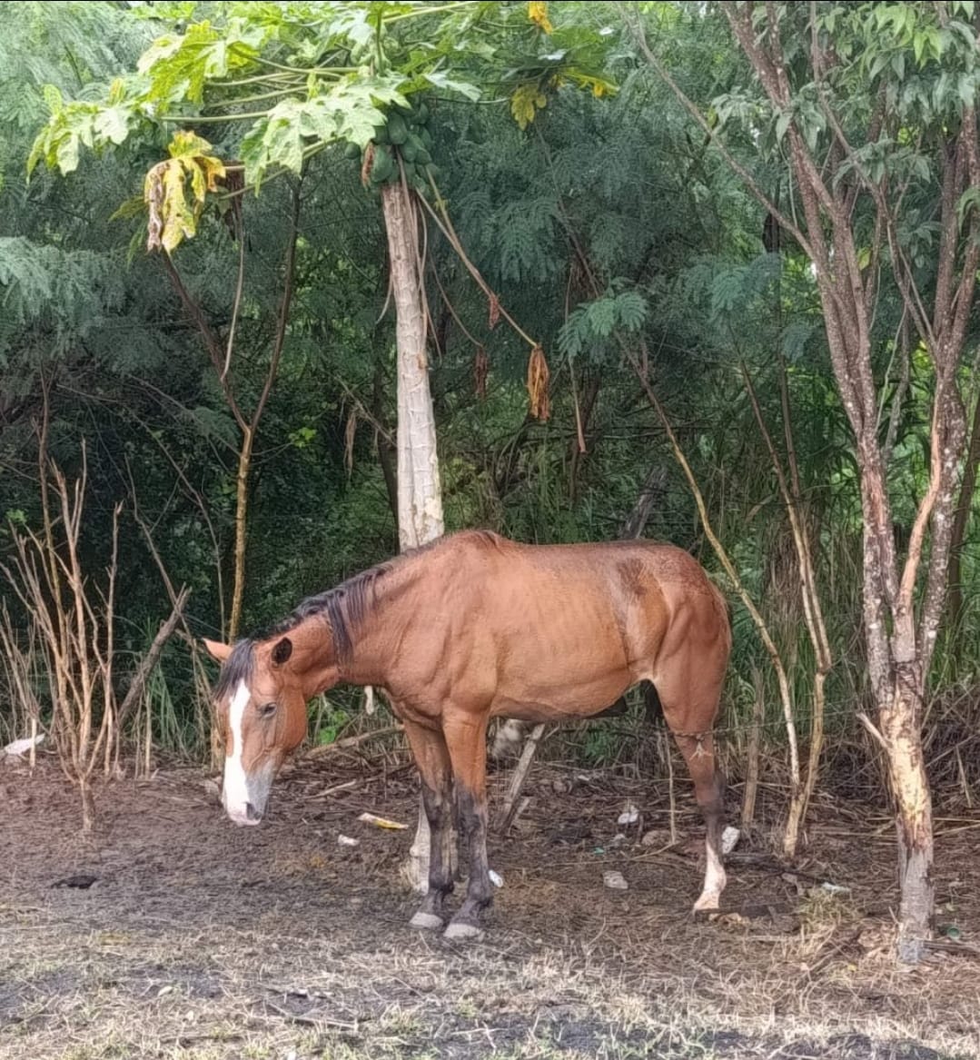 Manter em Marília animais de grande porte amarrados em vias públicas agora configura crime de maus- tratos. Veja nova legislação