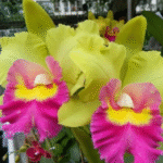 Exposição de Orquídeas em Marília contará com mais de 5 mil espécies. Evento acontece reúne beleza, diversidade e ação solidária. Veja os dias e local