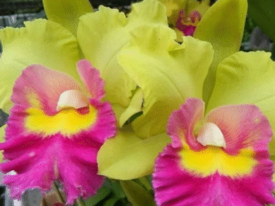 Exposição de Orquídeas em Marília contará com mais de 5 mil espécies. Evento acontece reúne beleza, diversidade e ação solidária. Veja os dias e local