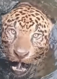 ‘Isso só acontece no meu plantão’, diz bombeiro chamado para resgatar onça-pintada presa em usina; VEJA VÍDEO