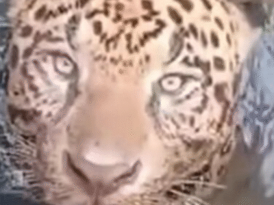 ‘Isso só acontece no meu plantão’, diz bombeiro chamado para resgatar onça-pintada presa em usina; VEJA VÍDEO