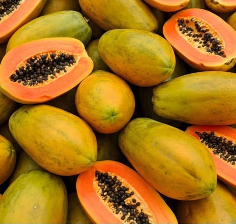 Pesquisa testa mamão como anticoncepcional masculino