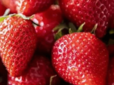 Governo Lula inviabiliza produção de morango